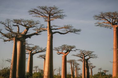 Baobab trees near Morondava, Madagascar, Africa