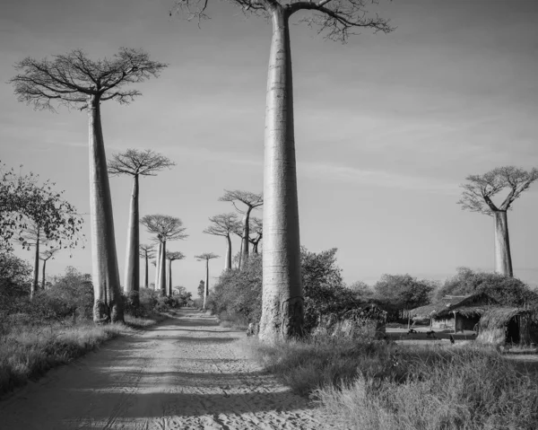Baobab trees near Morondava, Madagascar, Africa