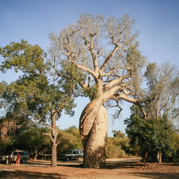 Loving Baobab Trees Morondava Madagascar Africa — Stock Photo, Image