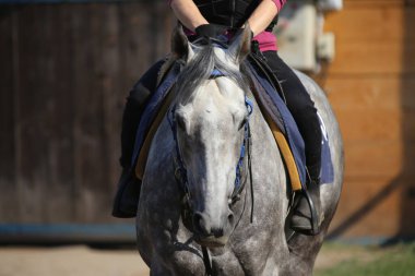 Sabah antrenmanı sırasında eyer altında genç bir yarış atının yakın plan portresi.