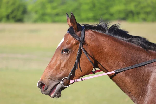 頭は午前中の訓練中に鞍の下の若い競走馬の肖像画を撮影 — ストック写真