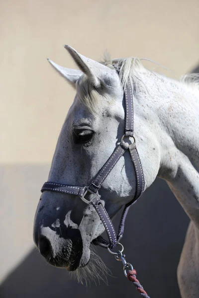 純血種の灰色の馬の顔 美しい灰色の海の肖像画 一頭の馬の頭を撃たれた 灰色の馬クローズアップ肖像画灰色の背景 — ストック写真