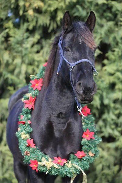 Portrét Zblízka Sedla Koně Proti Přírodní Zelené Borovice Pozadí Zima — Stock fotografie