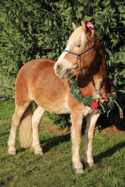 Ritratto Primo Piano Cavallo Sella Che Indossa Cappello Babbo Natale — Foto Stock