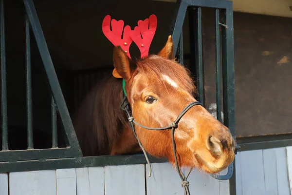 圣诞期间 年轻貌美的棕色家马戴着可笑的红鹿鹿角 — 图库照片