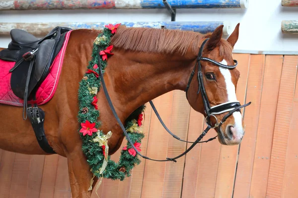 Prachtig Portret Van Een Jong Zadelpaard Kerstkrans Decoratie Als Kerstachtergrond — Stockfoto