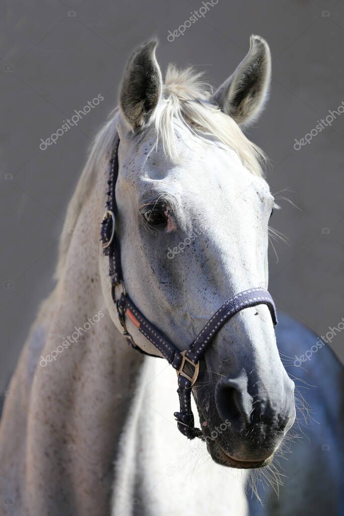 Face of a purebred gray horse. Portrait of beautiful gray mare. A head shot of a single horse. Grey horse close up portrait against gray background