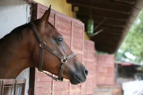 Purebred horse stands gate of the stable box outdoors. Young racehorse head looks out from the stable in summer