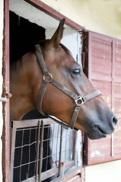 Het Gefokte Paard Staat Buiten Bij Poort Van Stal Jonge — Stockfoto