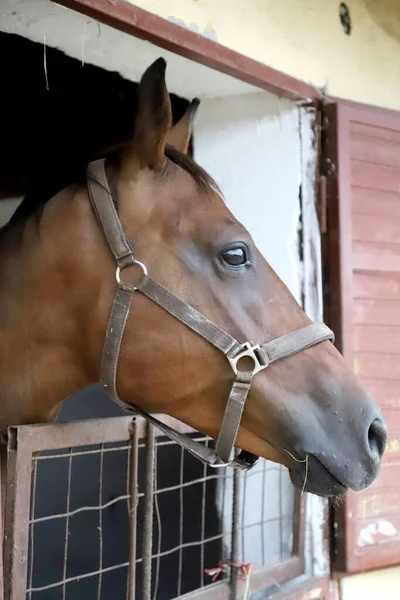 Purebred horse stands gate of the stable box outdoors. Young racehorse head looks out from the stable in summer