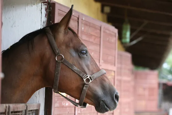 Purebred horse stands gate of the stable box outdoors. Young racehorse head looks out from the stable in summer