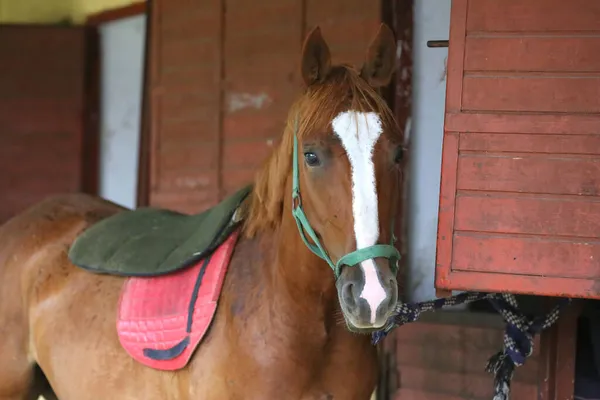 Cavalo Raça Pura Fica Portão Caixa Estável Livre Cabeça Cavalo — Fotografia de Stock