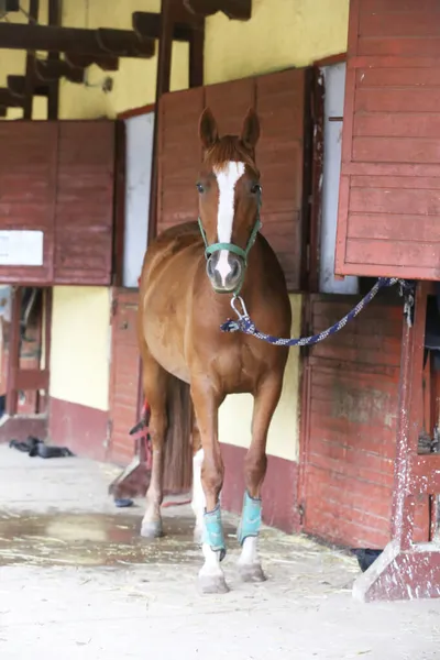 Purebred horse stands gate of the stable box outdoors. Young racehorse head looks out from the stable in summer