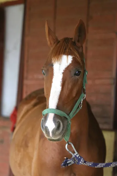 Purebred horse stands gate of the stable box outdoors. Young racehorse head looks out from the stable in summer