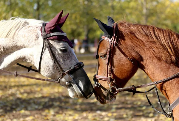 Nahaufnahme Von Zwei Jungen Schönen Springpferden Die Sich Als Freunde — Stockfoto