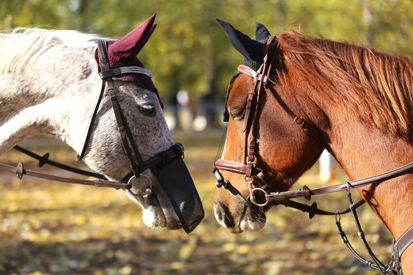 Nahaufnahme Von Zwei Jungen Schönen Springpferden Die Sich Als Freunde — Stockfoto