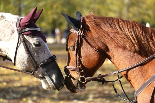 Nahaufnahme Von Zwei Jungen Schönen Springpferden Die Sich Als Freunde — Stockfoto