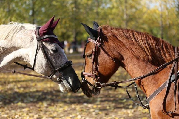 Acercamiento Dos Jóvenes Hermosos Caballos Saltando Cara Cara Como Amigos —  Fotos de Stock