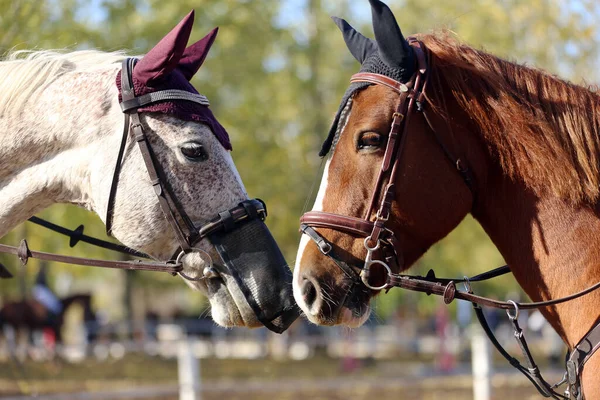 Acercamiento Dos Jóvenes Hermosos Caballos Saltando Cara Cara Como Amigos —  Fotos de Stock