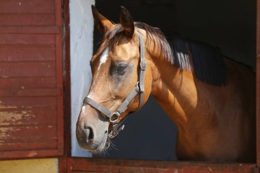 Ahırın kapısında duran genç ve güzel at. Safkan genç ahır kapısından dışarı bakıyor. Yazın kırsal hayvan çiftliğinde kahverengi ahşap çitlerin arkasında yarış atı