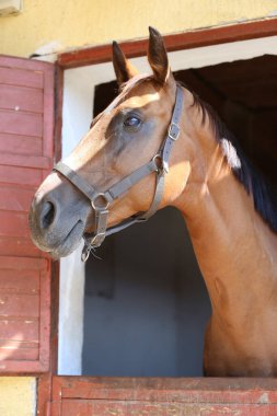 Ahırın kapısında duran genç ve güzel at. Safkan genç ahır kapısından dışarı bakıyor. Yazın kırsal hayvan çiftliğinde kahverengi ahşap çitlerin arkasında yarış atı
