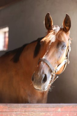 Ahırın kapısında duran genç ve güzel at. Safkan genç ahır kapısından dışarı bakıyor. Yazın kırsal hayvan çiftliğinde kahverengi ahşap çitlerin arkasında yarış atı