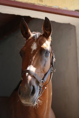 Ahırın kapısında duran genç ve güzel at. Safkan genç ahır kapısından dışarı bakıyor. Yazın kırsal hayvan çiftliğinde kahverengi ahşap çitlerin arkasında yarış atı