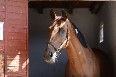 Ahırın kapısında duran genç ve güzel at. Safkan genç ahır kapısından dışarı bakıyor. Yazın kırsal hayvan çiftliğinde kahverengi ahşap çitlerin arkasında yarış atı