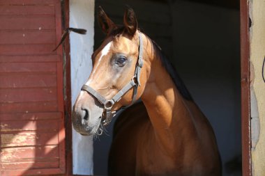 Ahırın kapısında duran genç ve güzel at. Safkan genç ahır kapısından dışarı bakıyor. Yazın kırsal hayvan çiftliğinde kahverengi ahşap çitlerin arkasında yarış atı