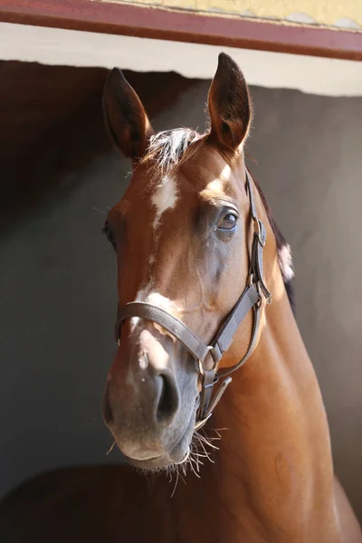 Beautiful young horse standing in the stable door. Purebred youngster looking out the barn door. Racehorse behind brown wooden fence at rural animal farm summertime