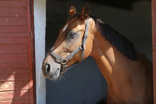 Красивая Молодая Лошадь Стоит Конюшне Чистый Юноша Выглядывающий Дверь Сарая — стоковое фото