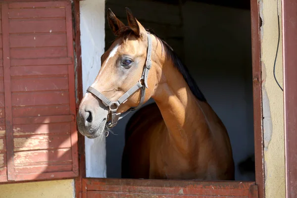 Beautiful young horse standing in the stable door. Purebred youngster looking out the barn door. Racehorse behind brown wooden fence at rural animal farm summertime