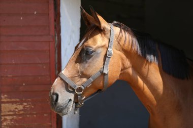 Güzel koyu renkli at ahırın kapısına bakıyor. Safkan yarış atı ahırda duruyor. 