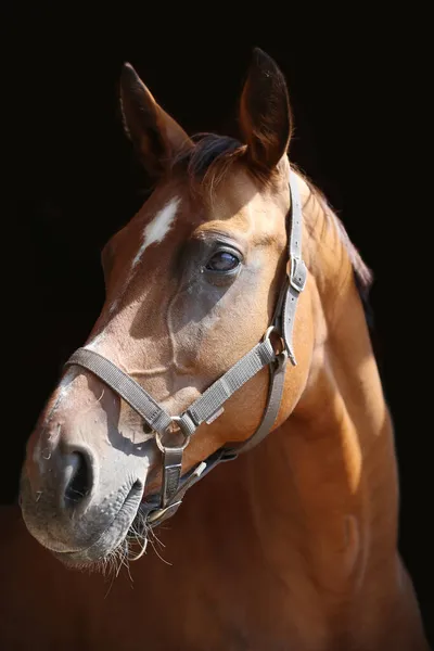 Krásná Zátoka Barevný Mladý Sedlový Kůň Dívá Přes Dveře Stánku — Stock fotografie