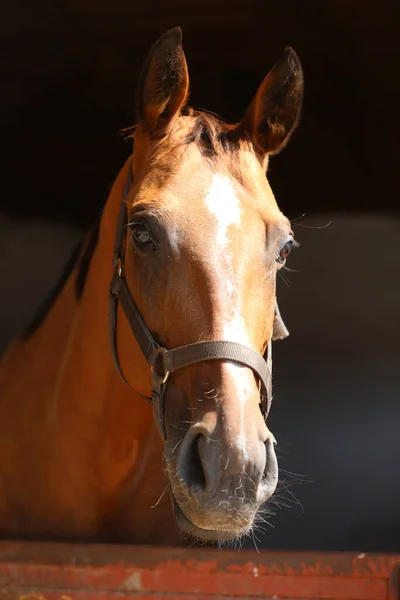 Schönes Braunes Junges Sattelpferd Mit Blick Über Die Stalltür Reinrassiges — Stockfoto