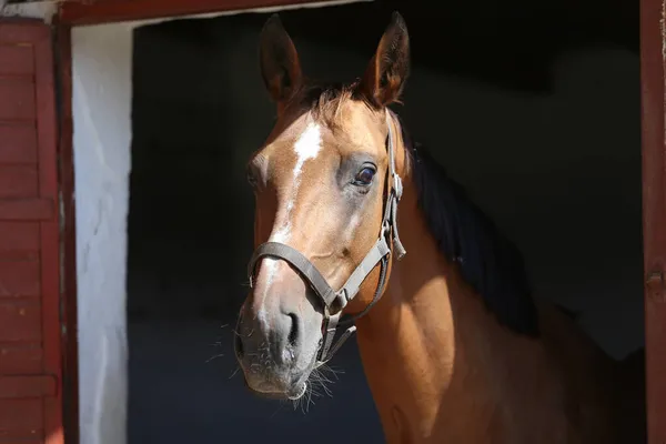 漂亮的海湾色的年轻鞍马从失物招领门往外看 纯种赛马站在谷仓里 — 图库照片