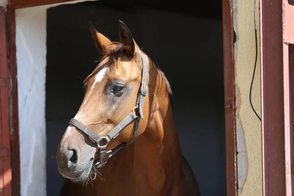 Bela Baía Colorido Jovem Cavalo Sela Olhando Sobre Porta Barraca — Fotografia de Stock