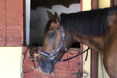 Ahırın kapısında duran genç ve güzel at. Safkan genç ahır kapısından dışarı bakıyor. Kırsal hayvan çiftliğindeki kahverengi ahşap çitlerin arkasında yarış atı duruyor 