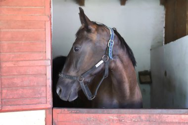 Ahırın kapısında duran genç ve güzel at. Safkan genç ahır kapısından dışarı bakıyor. Kırsal hayvan çiftliğindeki kahverengi ahşap çitlerin arkasında yarış atı duruyor 