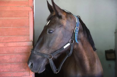 Ahırın kapısında duran genç ve güzel at. Safkan genç ahır kapısından dışarı bakıyor. Kırsal hayvan çiftliğindeki kahverengi ahşap çitlerin arkasında yarış atı duruyor 