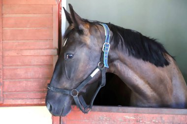 Ahırın kapısında duran genç ve güzel at. Safkan genç ahır kapısından dışarı bakıyor. Kırsal hayvan çiftliğindeki kahverengi ahşap çitlerin arkasında yarış atı duruyor 