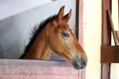 Ahırın kapısında duran genç ve güzel at. Safkan genç ahır kapısından dışarı bakıyor. Kırsal hayvan çiftliğindeki kahverengi ahşap çitlerin arkasında yarış atı duruyor 