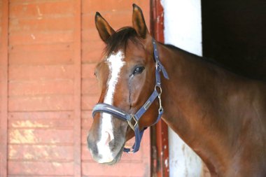 Ahırın kapısında duran genç ve güzel at. Safkan genç ahır kapısından dışarı bakıyor. Kırsal hayvan çiftliğindeki kahverengi ahşap çitlerin arkasında yarış atı duruyor 
