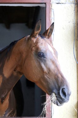 Ahırın kapısında duran genç ve güzel at. Safkan genç ahır kapısından dışarı bakıyor. Kırsal hayvan çiftliğindeki kahverengi ahşap çitlerin arkasında yarış atı duruyor 