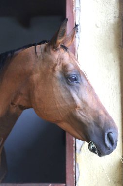 Ahırın kapısında duran genç ve güzel at. Safkan genç ahır kapısından dışarı bakıyor. Kırsal hayvan çiftliğindeki kahverengi ahşap çitlerin arkasında yarış atı duruyor 
