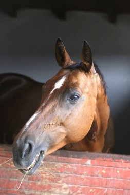 Ahırın kapısında duran genç ve güzel at. Safkan genç ahır kapısından dışarı bakıyor. Kırsal hayvan çiftliğindeki kahverengi ahşap çitlerin arkasında yarış atı duruyor 