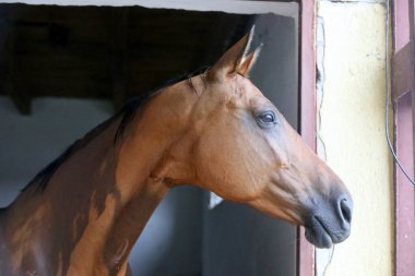 Ahırın kapısında duran genç ve güzel at. Safkan genç ahır kapısından dışarı bakıyor. Kırsal hayvan çiftliğindeki kahverengi ahşap çitlerin arkasında yarış atı duruyor 