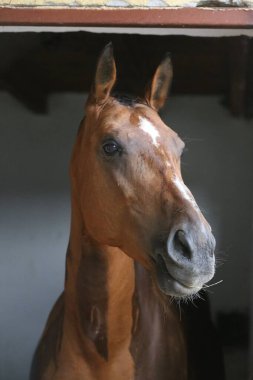 Ahırın kapısında duran genç ve güzel at. Safkan genç ahır kapısından dışarı bakıyor. Kırsal hayvan çiftliğindeki kahverengi ahşap çitlerin arkasında yarış atı duruyor 