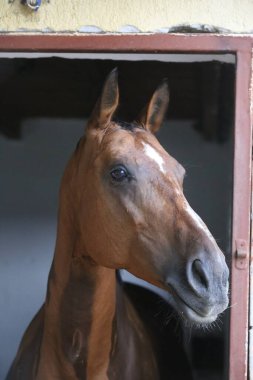 Ahırın kapısında duran genç ve güzel at. Safkan genç ahır kapısından dışarı bakıyor. Kırsal hayvan çiftliğindeki kahverengi ahşap çitlerin arkasında yarış atı duruyor 