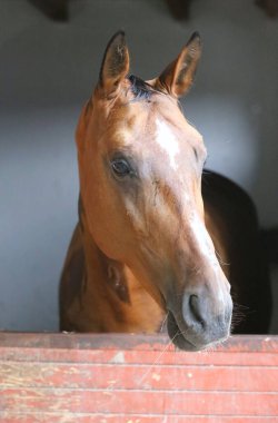 Ahırın kapısında duran genç ve güzel at. Safkan genç ahır kapısından dışarı bakıyor. Kırsal hayvan çiftliğindeki kahverengi ahşap çitlerin arkasında yarış atı duruyor 